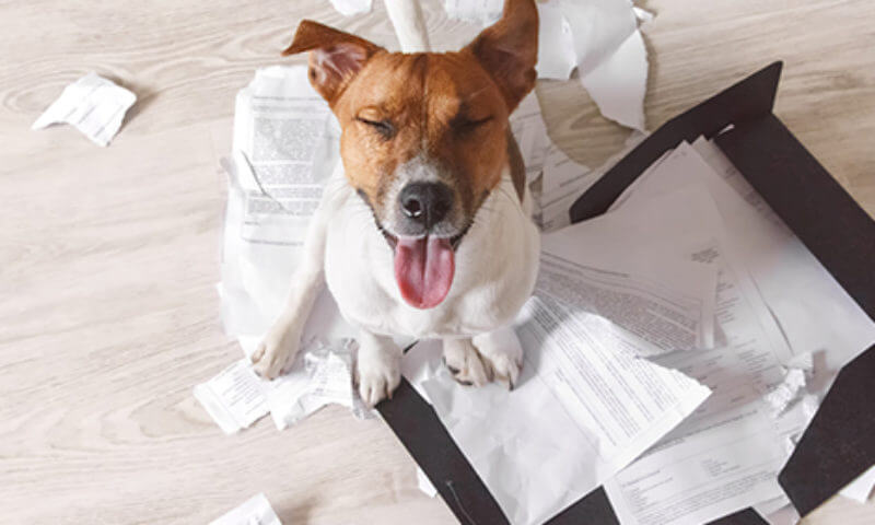 dog standing on torn documents